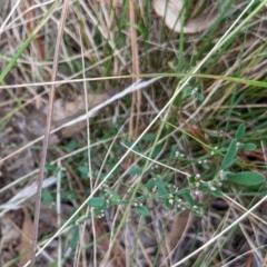 Polygonum sp. (Wireweed) at Watson, ACT - 19 Mar 2022 by AniseStar