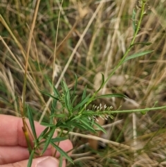 Lepidium africanum (Common Peppercress) at Watson Green Space - 19 Mar 2022 by AniseStar