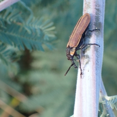 Rhinotia haemoptera (Lycid-mimic belid weevil, Slender Red Weevil) at Murrumbateman, NSW - 19 Mar 2022 by SimoneC