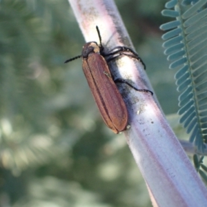 Rhinotia haemoptera at Murrumbateman, NSW - 19 Mar 2022