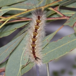 Trichiocercus sparshalli at Bruce, ACT - 18 Mar 2022 04:02 PM