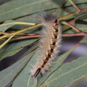 Trichiocercus sparshalli at Bruce, ACT - 18 Mar 2022 04:02 PM