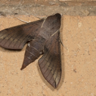 Hippotion scrofa (Coprosma Hawk Moth) at Higgins, ACT - 18 Mar 2022 by AlisonMilton