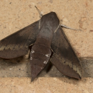 Hippotion scrofa at Higgins, ACT - 19 Mar 2022 05:22 AM