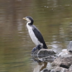 Microcarbo melanoleucos (Little Pied Cormorant) at Bruce Ponds - 17 Mar 2022 by AlisonMilton