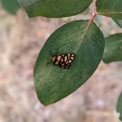 Asura lydia (Lydia Lichen Moth) at Watson, ACT - 19 Mar 2022 by AniseStar