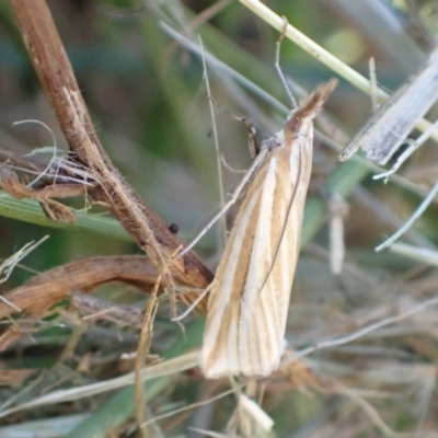 Hednota species near grammellus (Pyralid or snout moth) at Murrumbateman, NSW - 19 Mar 2022 by SimoneC