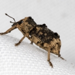 Aades cultratus (Weevil) at Bruce, ACT - 18 Mar 2022 by AlisonMilton