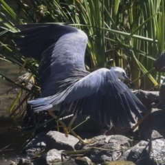 Egretta novaehollandiae (White-faced Heron) at Giralang Wetlands - 11 Mar 2022 by AlisonMilton