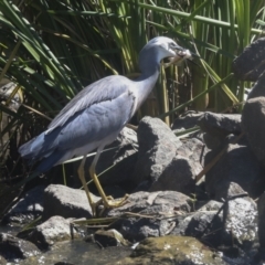 Egretta novaehollandiae at Giralang, ACT - 11 Mar 2022 02:36 PM