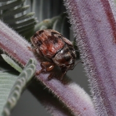 Elaphodes cervinus at Mount Clear, ACT - 17 Mar 2022 12:39 PM