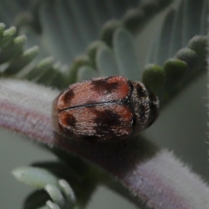 Elaphodes cervinus at Mount Clear, ACT - 17 Mar 2022 12:39 PM