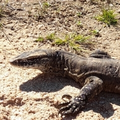 Varanus rosenbergi (Heath or Rosenberg's Monitor) at Rendezvous Creek, ACT - 19 Mar 2022 by VanceLawrence