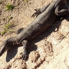 Varanus rosenbergi at Rendezvous Creek, ACT - suppressed