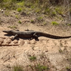 Varanus rosenbergi at Rendezvous Creek, ACT - suppressed