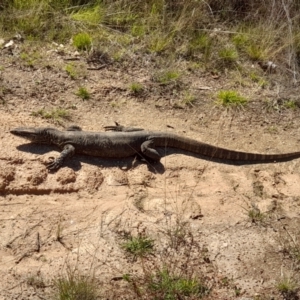 Varanus rosenbergi at Rendezvous Creek, ACT - suppressed