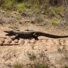 Varanus rosenbergi at Rendezvous Creek, ACT - suppressed