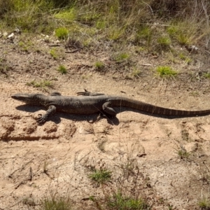 Varanus rosenbergi at Rendezvous Creek, ACT - suppressed