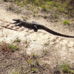 Varanus rosenbergi at Rendezvous Creek, ACT - suppressed