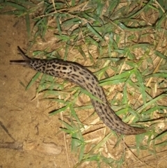 Limax maximus (Leopard Slug, Great Grey Slug) at Paddys River, ACT - 19 Mar 2022 by michaelb