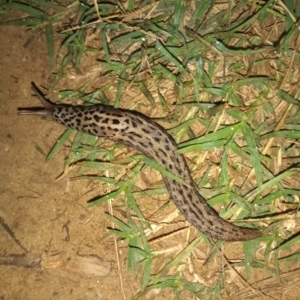 Limax maximus at Paddys River, ACT - 19 Mar 2022 08:12 PM