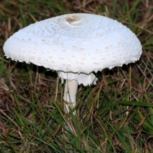 Macrolepiota dolichaula at Symonston, ACT - 19 Mar 2022