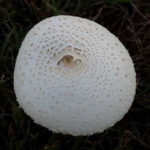 Macrolepiota dolichaula at Symonston, ACT - 19 Mar 2022