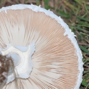 Macrolepiota dolichaula at Symonston, ACT - 19 Mar 2022