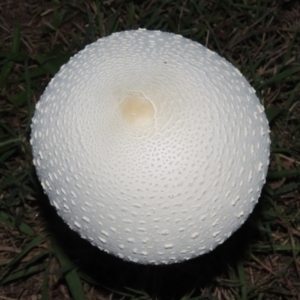 Macrolepiota dolichaula at Symonston, ACT - 19 Mar 2022