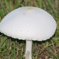 Macrolepiota dolichaula at Symonston, ACT - 19 Mar 2022