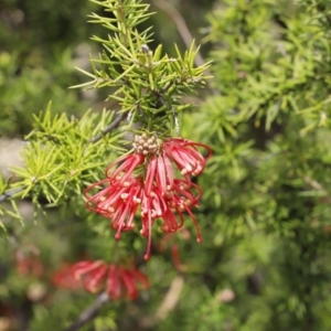 Grevillea juniperina subsp. fortis at Stromlo, ACT - 22 Sep 2018 12:08 PM