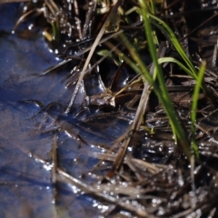 Crinia signifera at Rendezvous Creek, ACT - 28 Sep 2019 by JimL