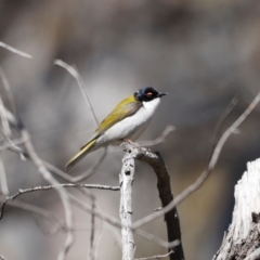 Melithreptus lunatus (White-naped Honeyeater) at Rendezvous Creek, ACT - 28 Sep 2019 by JimL