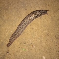 Limax maximus (Leopard Slug, Great Grey Slug) at Point Hut to Tharwa - 19 Mar 2022 by MichaelBedingfield