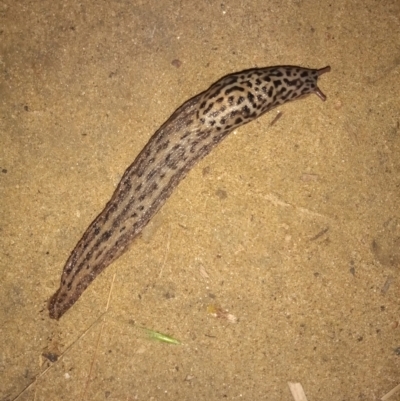 Limax maximus (Leopard Slug, Great Grey Slug) at Paddys River, ACT - 19 Mar 2022 by michaelb