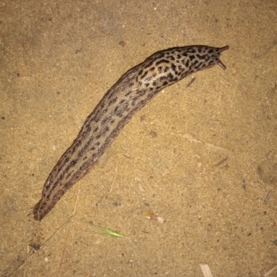 Limax maximus (Leopard Slug, Great Grey Slug) at Point Hut to Tharwa - 19 Mar 2022 by MichaelBedingfield