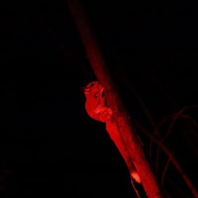 Petaurus notatus (Krefft’s Glider, Sugar Glider) at Forde, ACT - 1 Aug 2018 by JimL