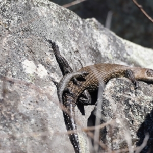 Egernia cunninghami at Rendezvous Creek, ACT - 28 Sep 2019