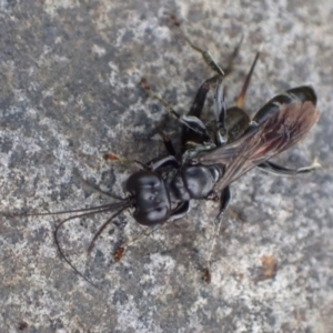 Sphecidae or Crabronidae (families) at Murrumbateman, NSW - 17 Mar 2022