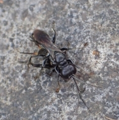 Sphecidae or Crabronidae (families) at Murrumbateman, NSW - 17 Mar 2022