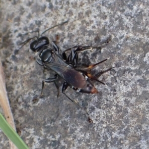 Sphecidae or Crabronidae (families) at Murrumbateman, NSW - 17 Mar 2022 03:47 PM