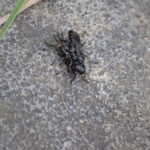 Sphecidae or Crabronidae (families) at Murrumbateman, NSW - 17 Mar 2022