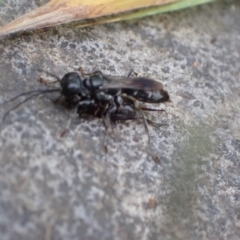 Sphecidae or Crabronidae (families) at Murrumbateman, NSW - 17 Mar 2022 03:47 PM