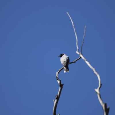 Coracina novaehollandiae (Black-faced Cuckooshrike) at Bullen Range - 14 Sep 2019 by JimL