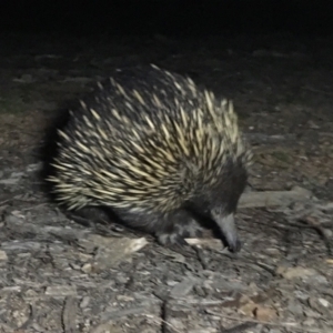 Tachyglossus aculeatus at Forde, ACT - 20 Sep 2019 08:51 PM