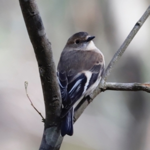 Petroica phoenicea at Paddys River, ACT - 7 Sep 2019