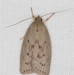 Heliocausta undescribed species (A Concealer moth (Wingia group)) at Melba, ACT - 16 Jan 2022 by kasiaaus