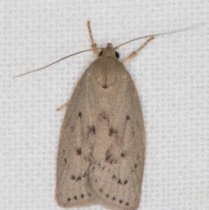 Heliocausta undescribed species at Melba, ACT - 16 Jan 2022 11:32 PM