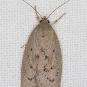 Heliocausta undescribed species at Melba, ACT - 16 Jan 2022