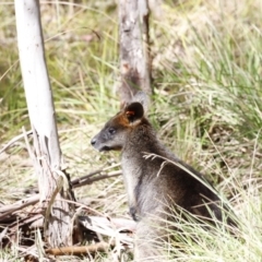 Wallabia bicolor (Swamp Wallaby) at Paddys River, ACT - 7 Sep 2019 by JimL